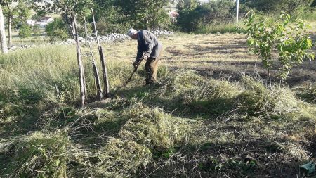 Read more: Kad Šimun travu kosi