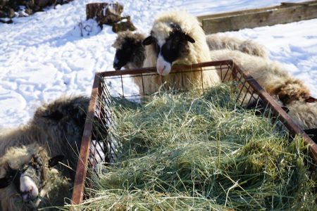 Read more: Kod Križe, ovce na prtini