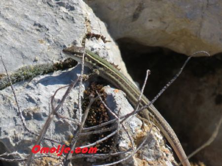 Read more: Proljeće na Blagovijest