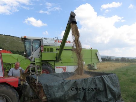 Read more: Počela ovogodišnja žetva u polju